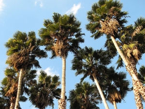 a stand of Mexican fan palms in LA